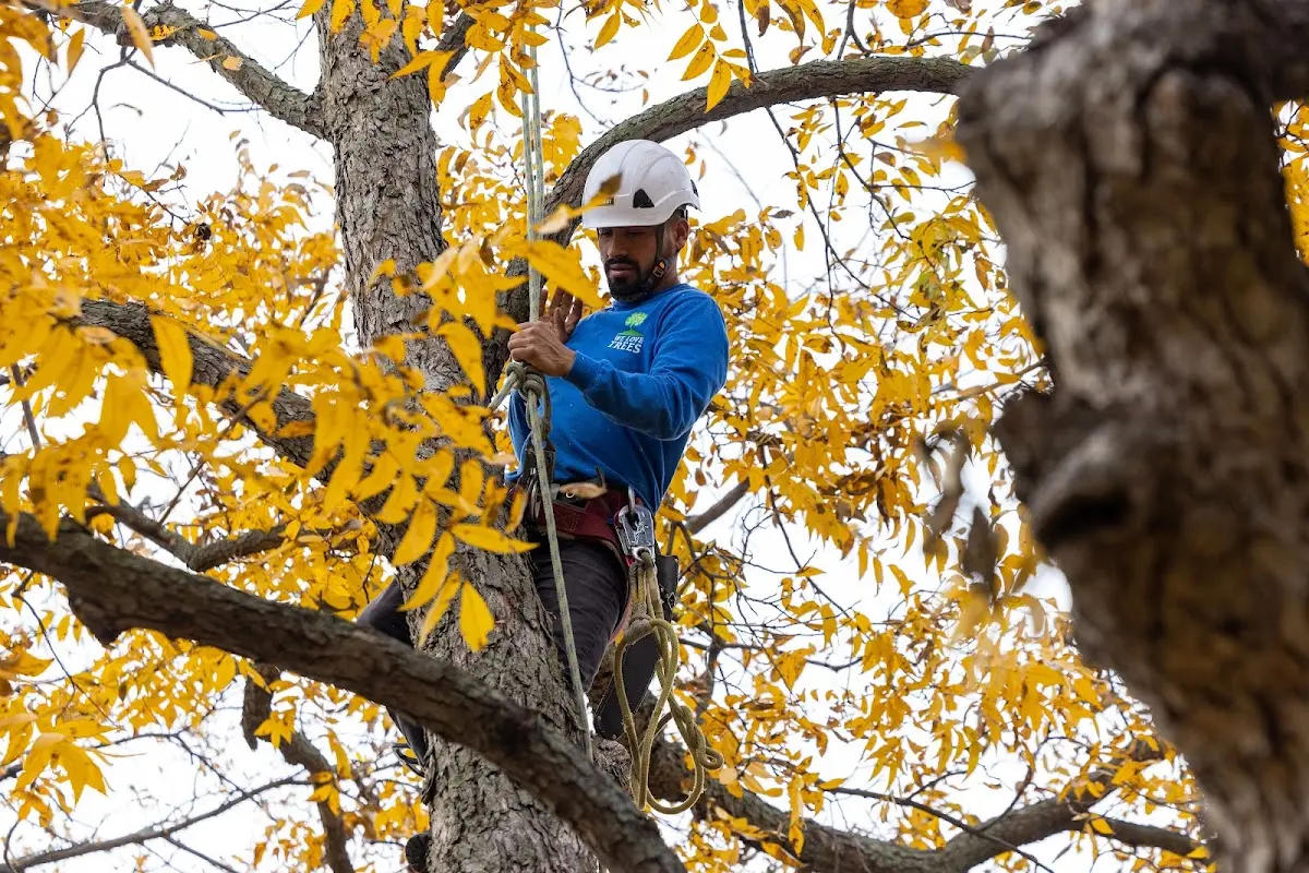 Skilled Tree Planing crew working in Cohasset