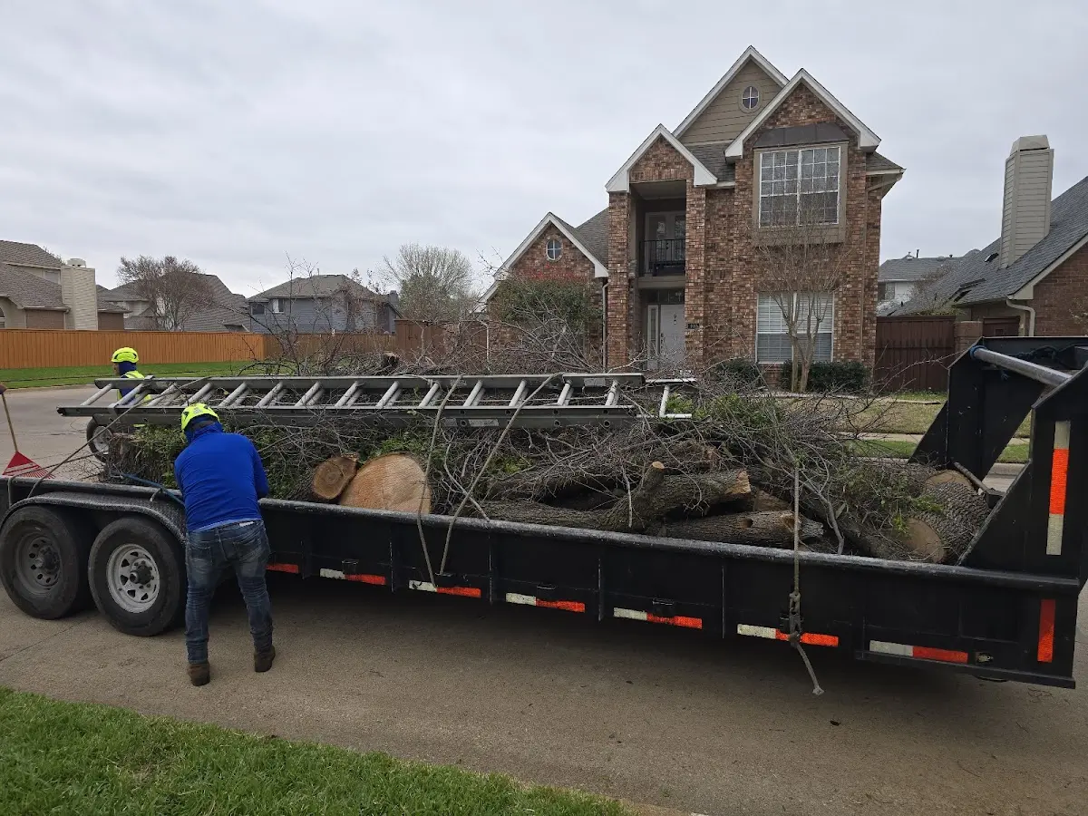 Expert Tree Removal with proper safety equipment in Cohasset
